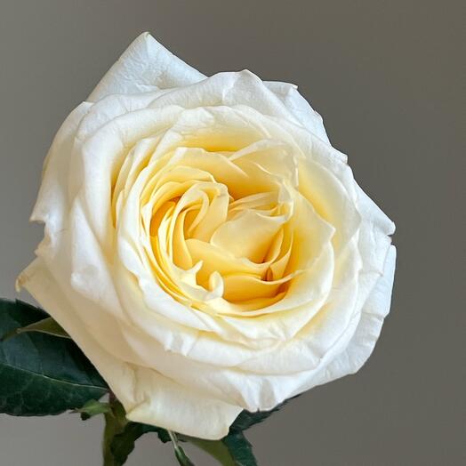 Сорта Роз, ассортимент цветов